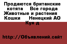 Продаются британские котята  - Все города Животные и растения » Кошки   . Ненецкий АО,Куя д.